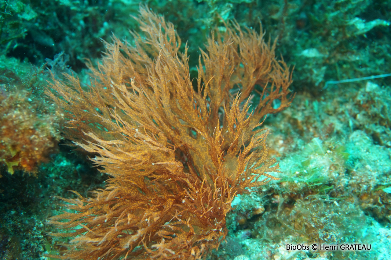 Algue flamme - Halymenia mirabilis - Henri GRATEAU - BioObs