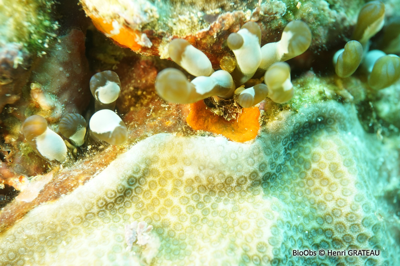 Anémone secrète - Lebrunia coralligens - Henri GRATEAU - BioObs