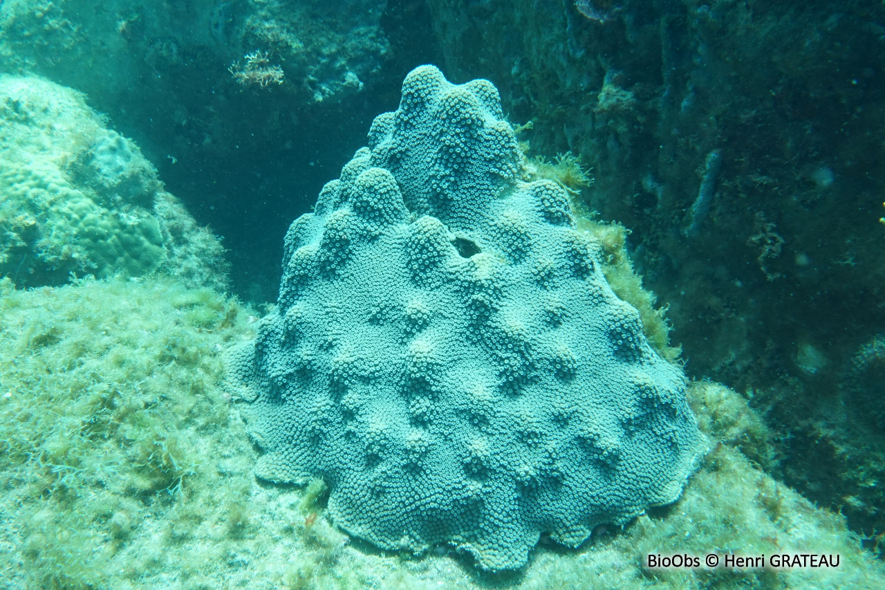 Corail-étoilé montagneux - Orbicella faveolata - Henri GRATEAU - BioObs