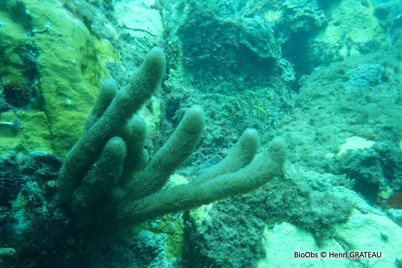 Doigt de mer. Gorgone-liège - Briareum asbestinum - Henri GRATEAU - BioObs