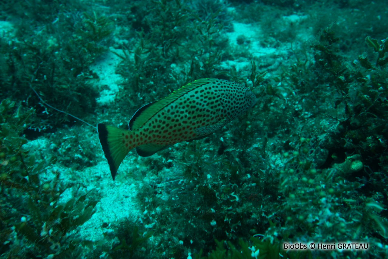 Mérou couronné - Epinephelus guttatus - Henri GRATEAU - BioObs