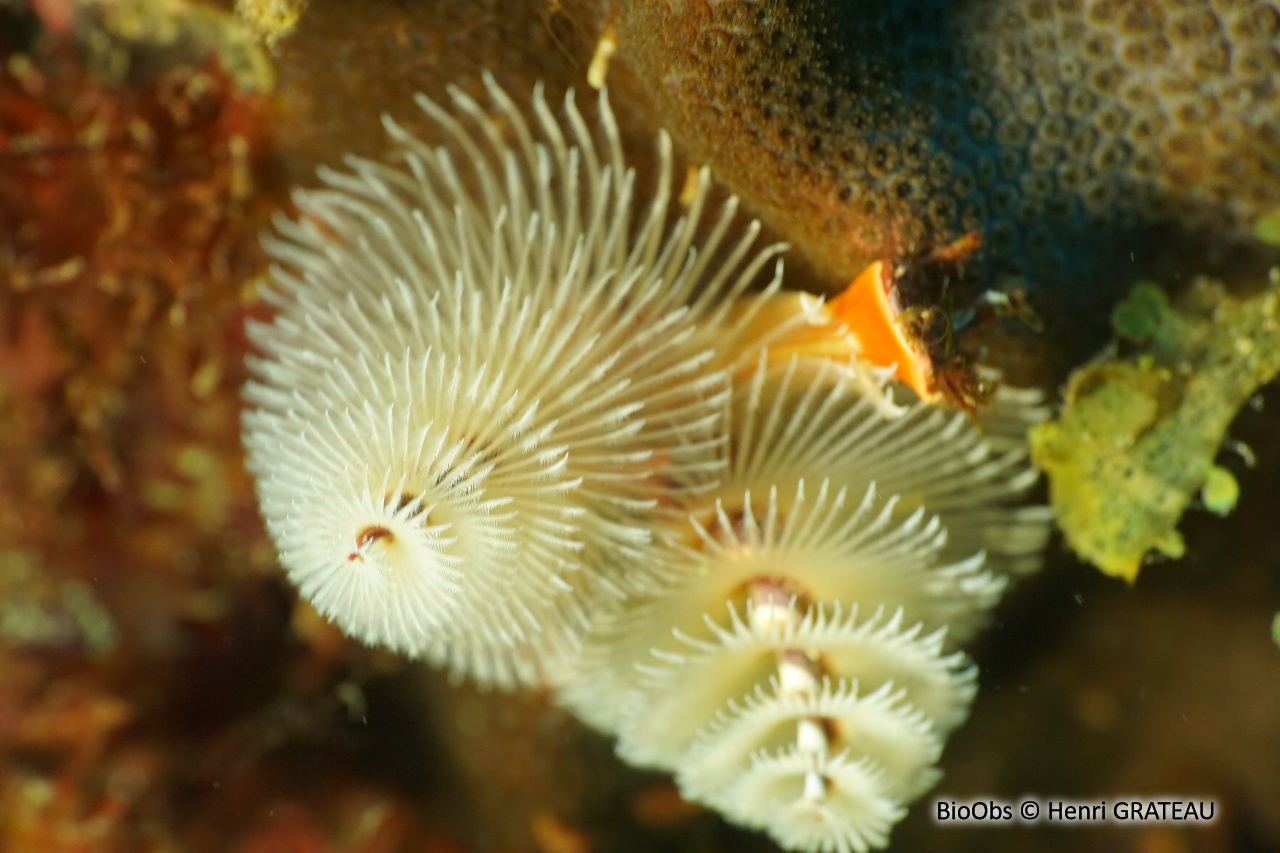 Ver arbre de Noël - Spirobranchus giganteus - Henri GRATEAU - BioObs
