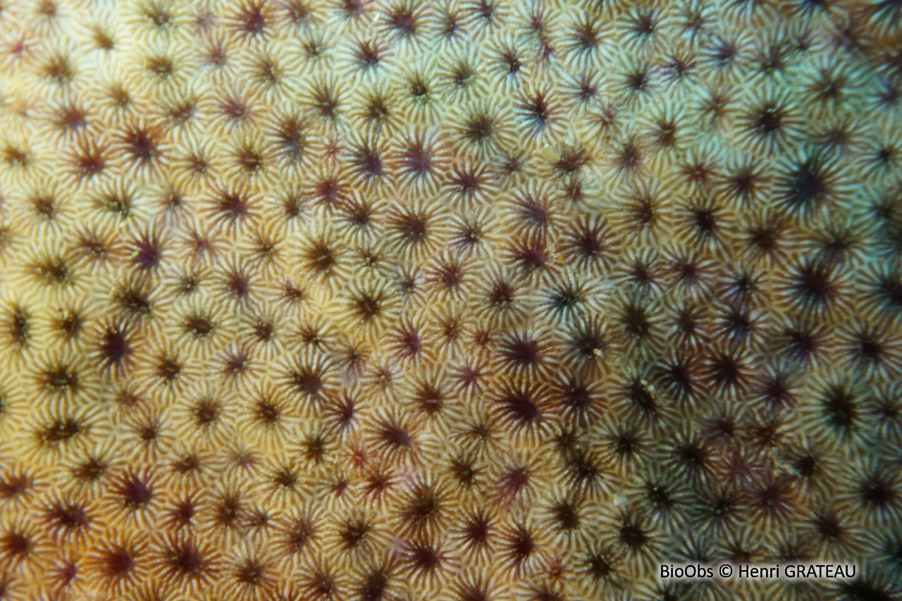 Corail étoilé lisse - Solenastrea bournoni - Henri GRATEAU - BioObs