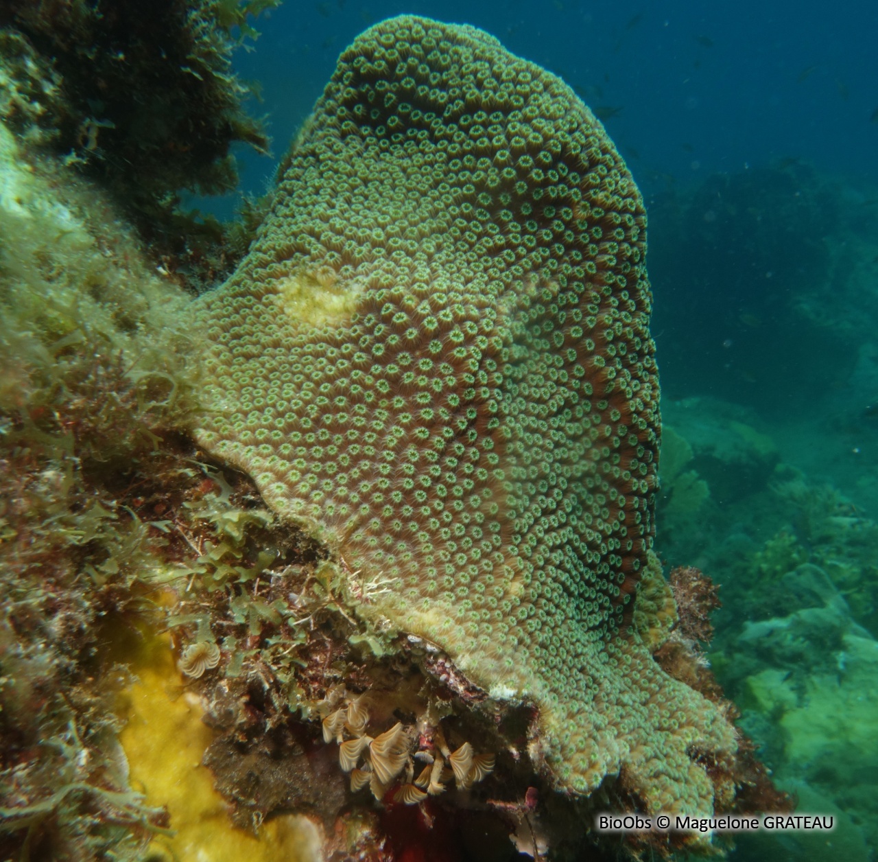 Orbicella (genre) - Orbicella - Maguelone GRATEAU - BioObs