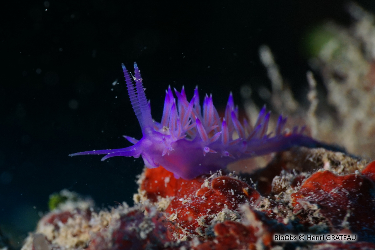 Flabelline mauve - Flabellina affinis - Henri GRATEAU - BioObs