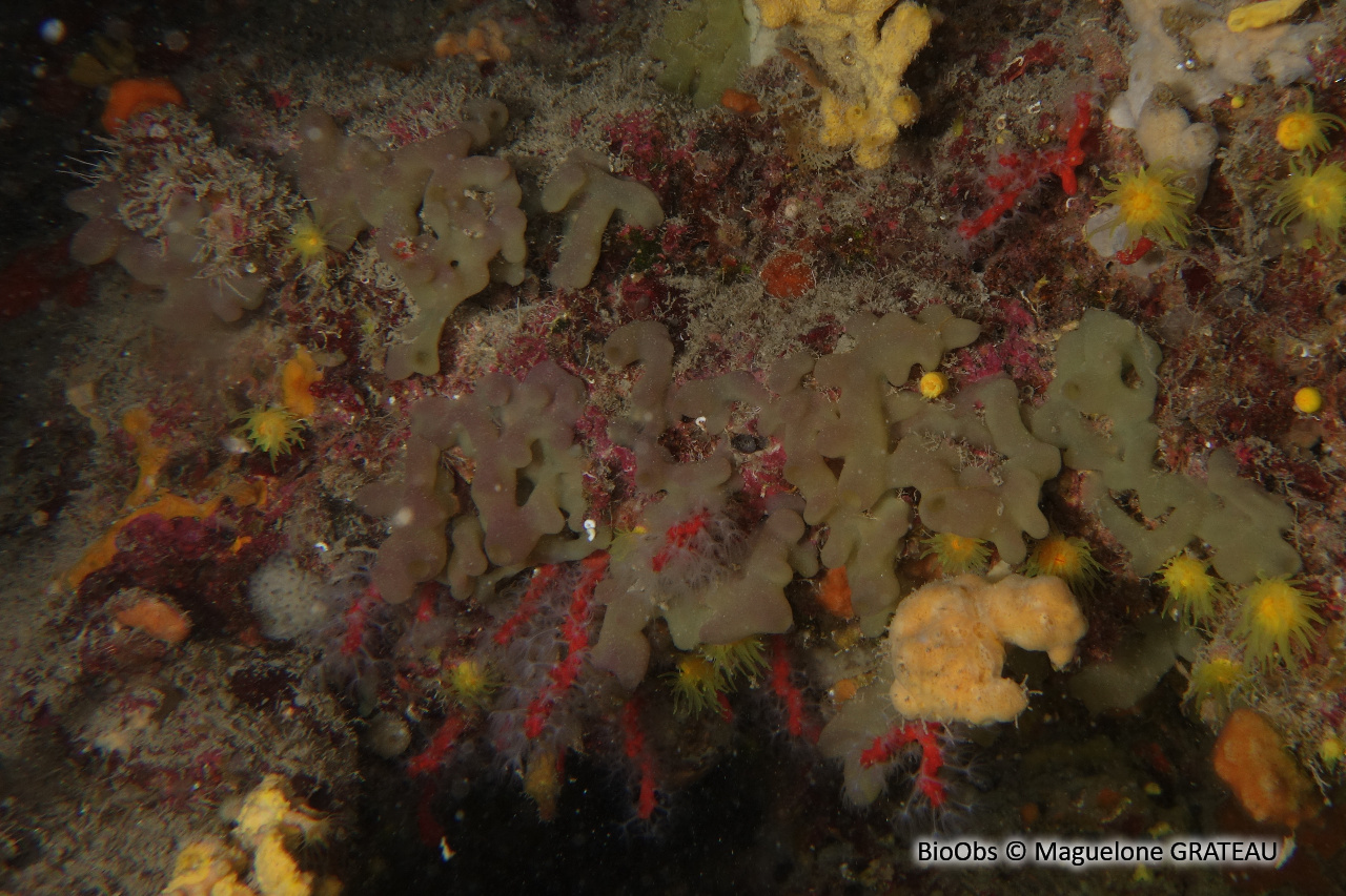 Oscarelle jaune-orange - Oscarella imperialis - Maguelone GRATEAU - BioObs