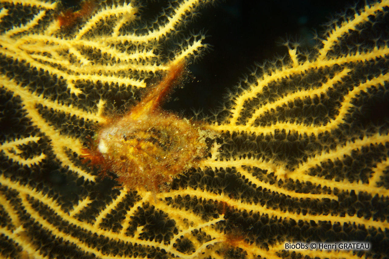 Avicule hirondelle - Pteria hirundo - Henri GRATEAU - BioObs