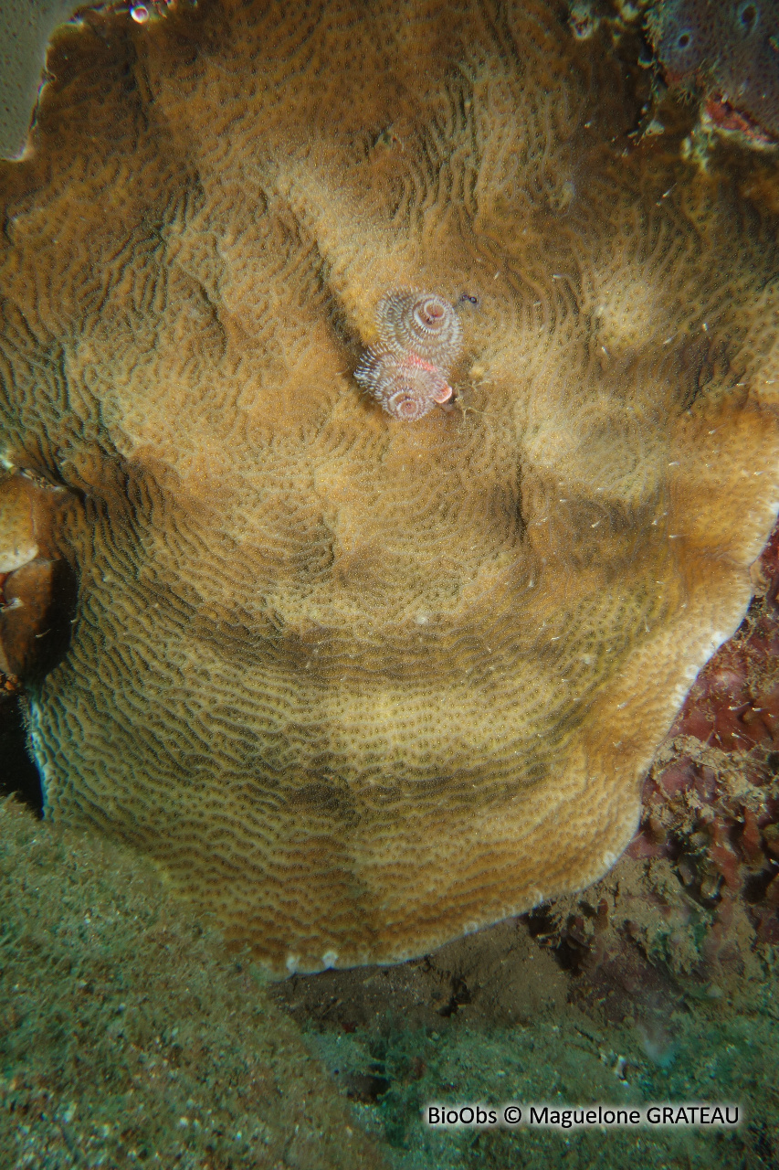 Agarice de Graham - Agaricia grahamae - Maguelone GRATEAU - BioObs