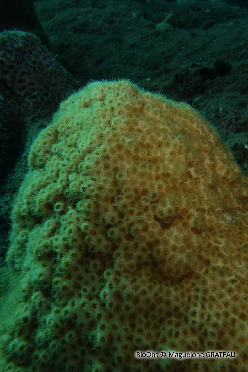 Corail étoilé lisse - Solenastrea bournoni - Maguelone GRATEAU - BioObs