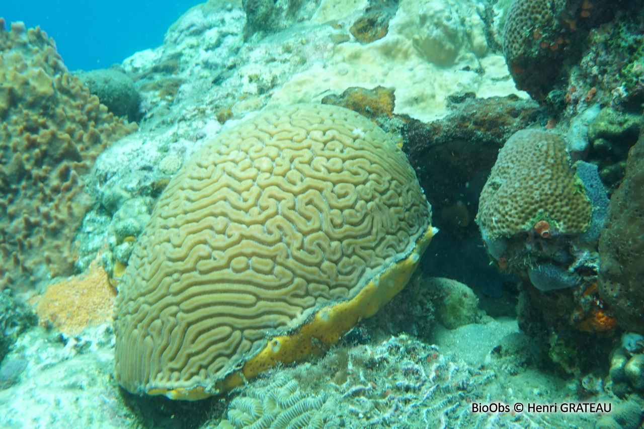 Corail-cerveau de Neptune - Diploria labyrinthiformis - Henri GRATEAU - BioObs