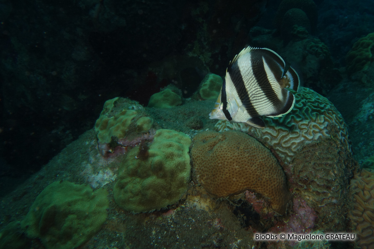 Poisson-papillon strié - Chaetodon striatus - Maguelone GRATEAU - BioObs