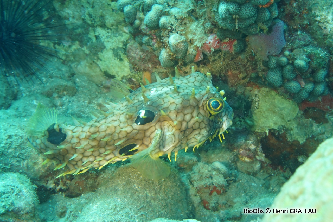 Diodon réticulé - Chilomycterus antillarum - Henri GRATEAU - BioObs