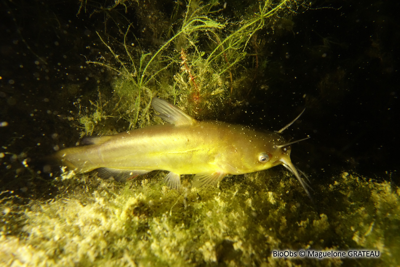 Poisson-chat - Ameiurus melas - Maguelone GRATEAU - BioObs