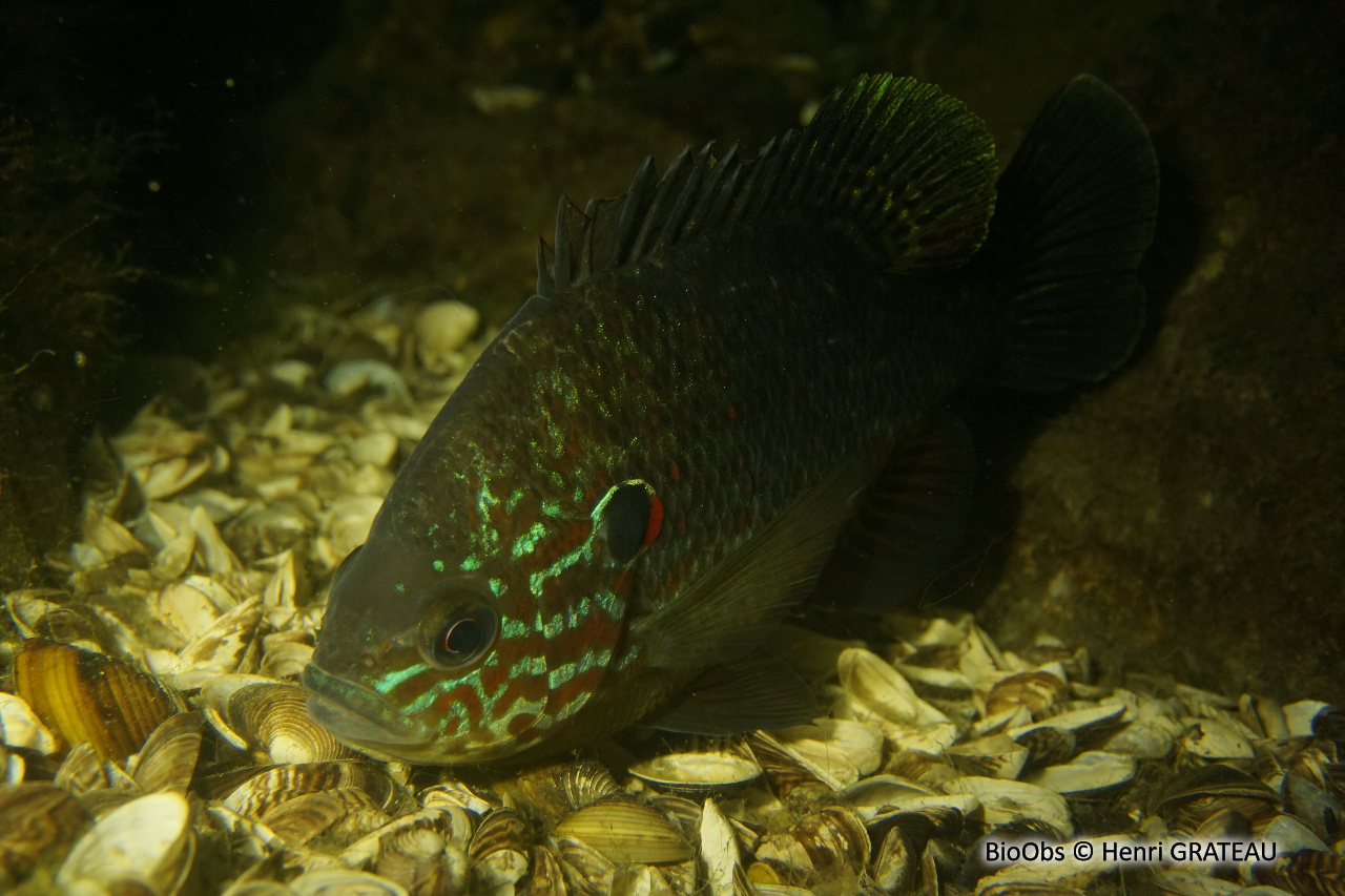 Perche-soleil - Lepomis gibbosus - Henri GRATEAU - BioObs