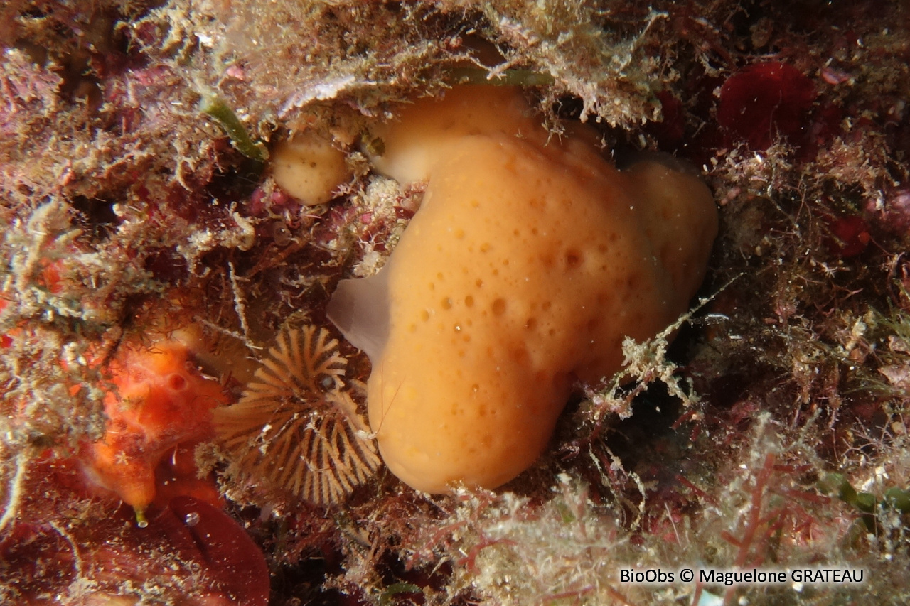 Eponge-coussinet orange - Corticium candelabrum - Maguelone GRATEAU - BioObs