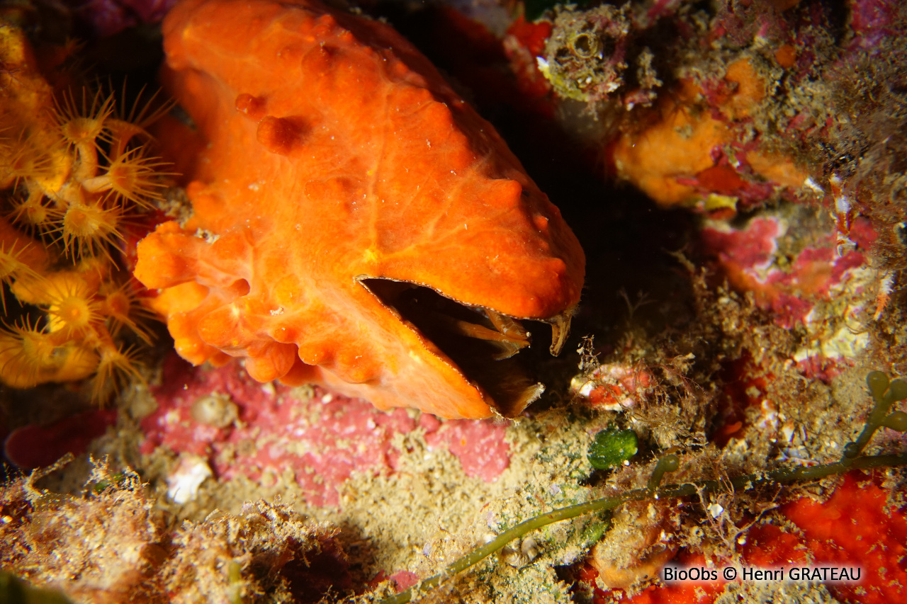 Arche de Noé - Arca noae - Henri GRATEAU - BioObs