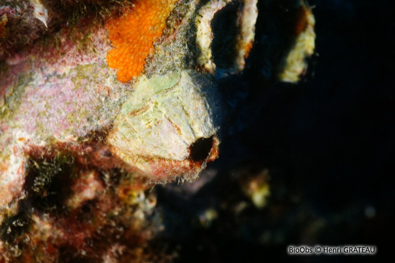 Balane rayée - Amphibalanus amphitrite - Henri GRATEAU - BioObs