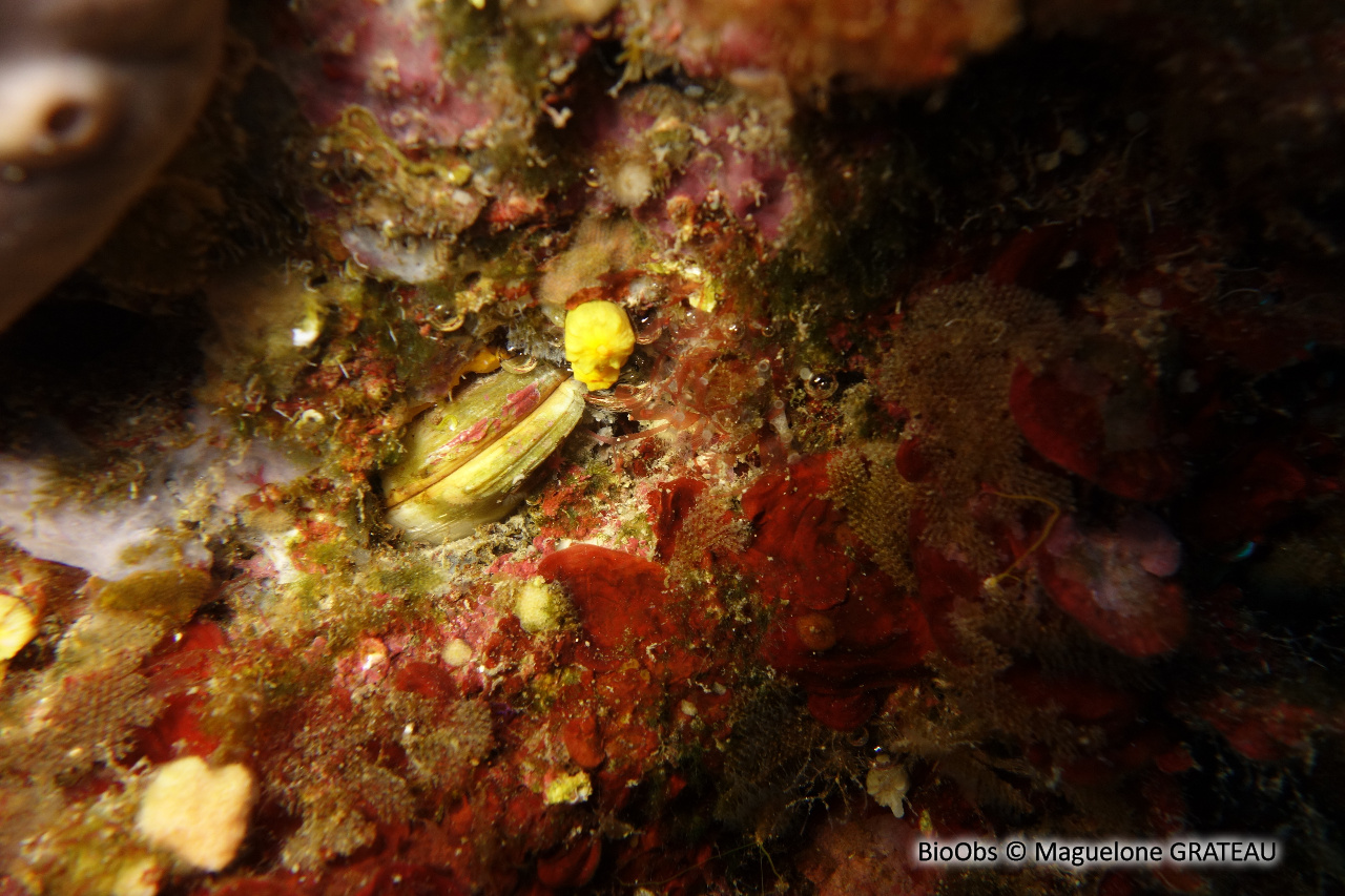 Datte de mer - Lithophaga lithophaga - Maguelone GRATEAU - BioObs
