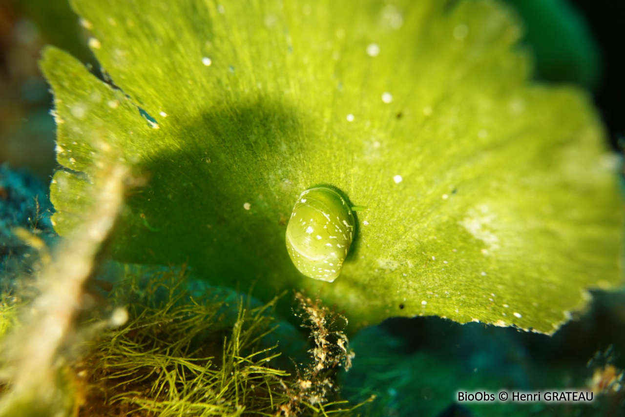 Nérite émeraude - Smaragdia viridis - Henri GRATEAU - BioObs