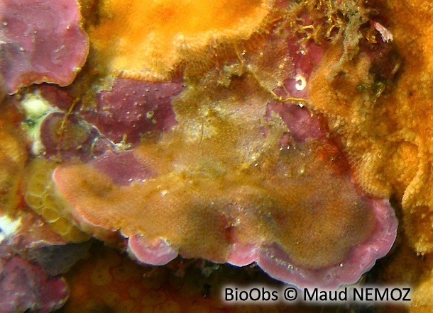 Fenestruline de Malus - Fenestrulina malusii - Maud NEMOZ - BioObs