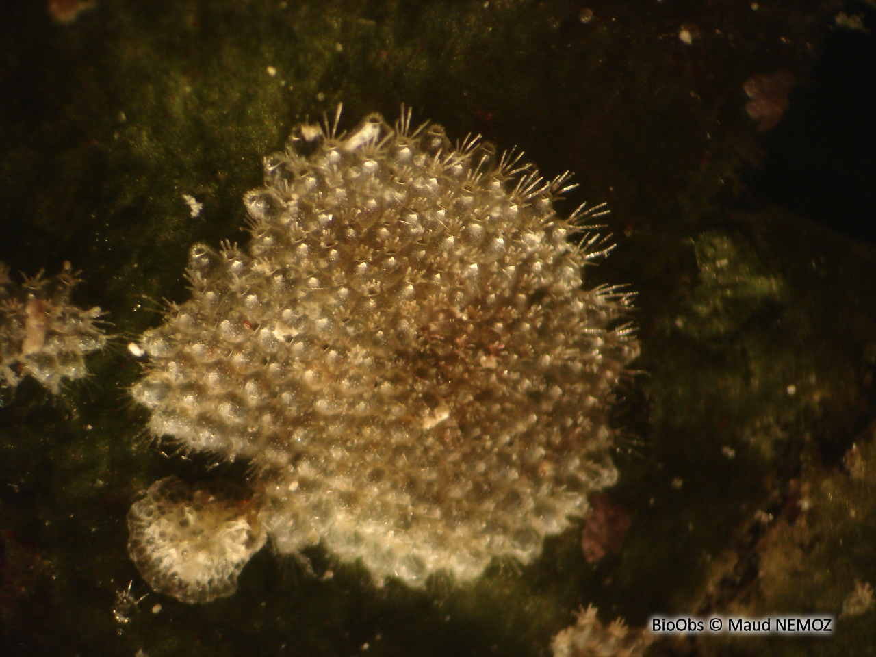 Microporelle ciliée blanche - Microporella ciliata - Maud NEMOZ - BioObs