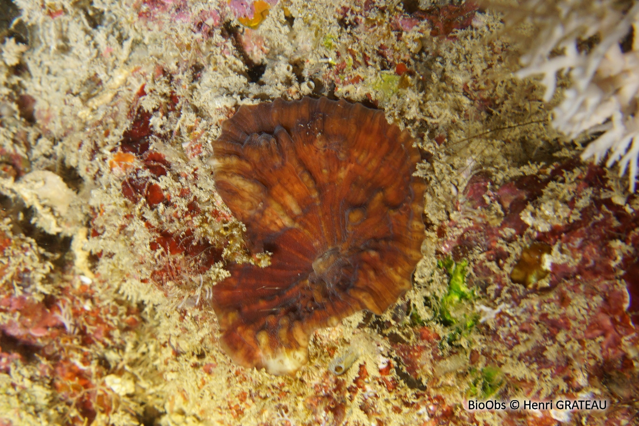 Corail-feuille épineux - Oxypora echinata - Henri GRATEAU - BioObs
