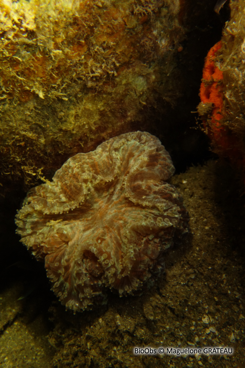 Corail-fleur épineux - Mussa angulosa - Maguelone GRATEAU - BioObs