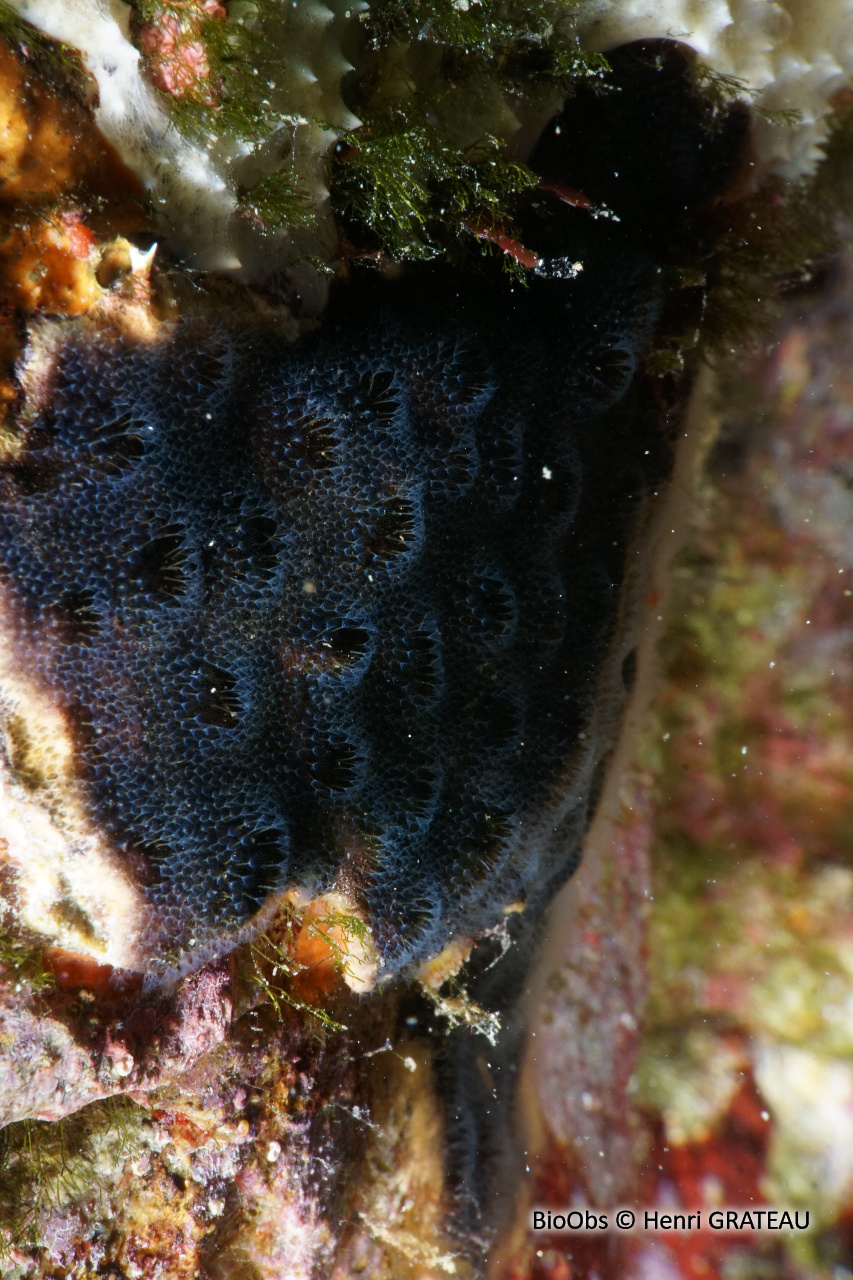 Bryozoaire encroûtant noir - Reptadeonella violacea - Henri GRATEAU - BioObs