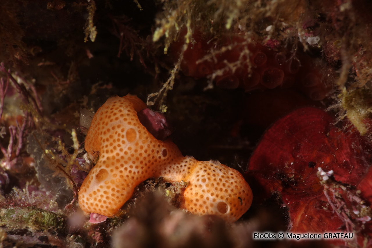 Ascidie coloniale beige - Lissoclinum weigelei - Maguelone GRATEAU - BioObs
