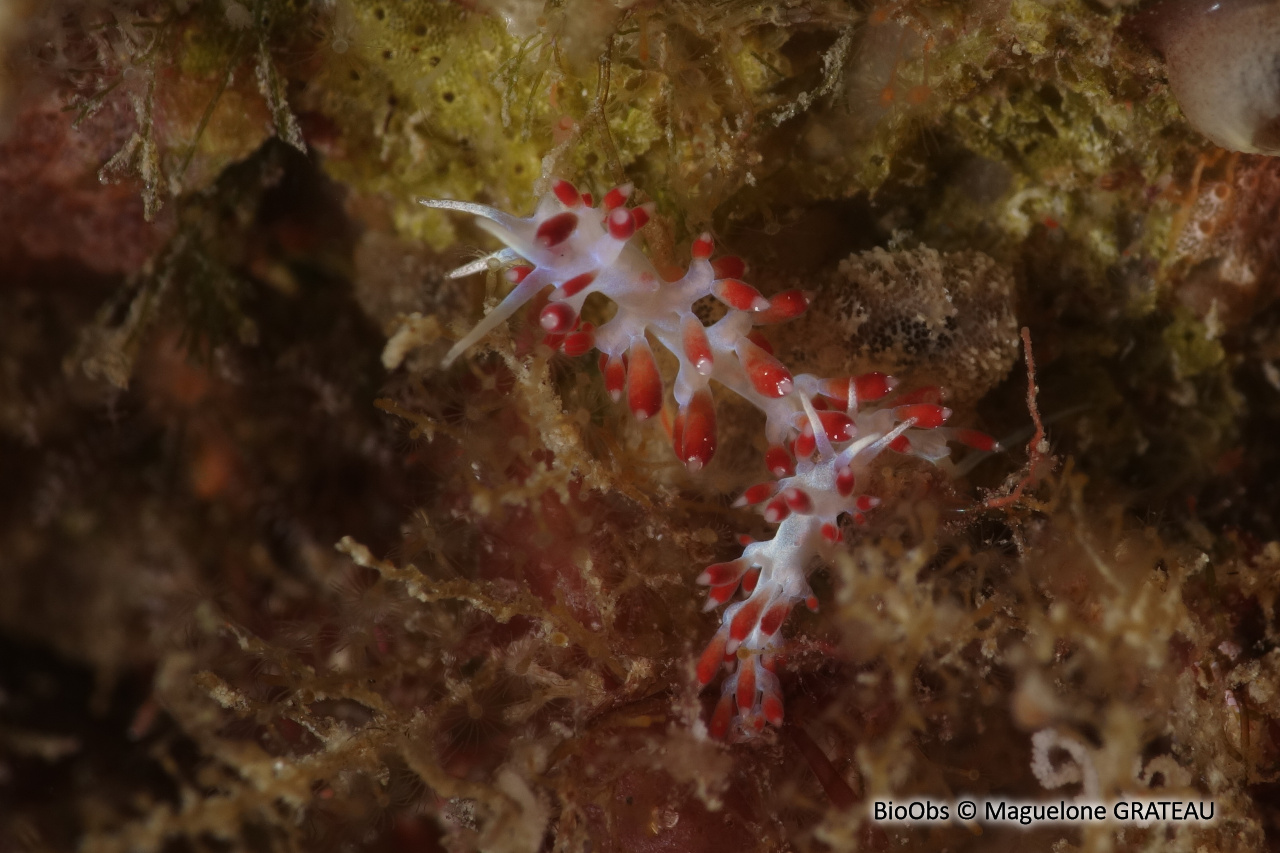 Calmella - Calmella cavolini - Maguelone GRATEAU - BioObs