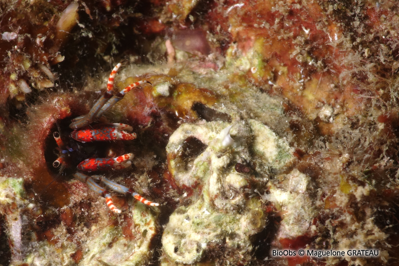 Pagure sédentaire - Calcinus tubularis - Maguelone GRATEAU - BioObs