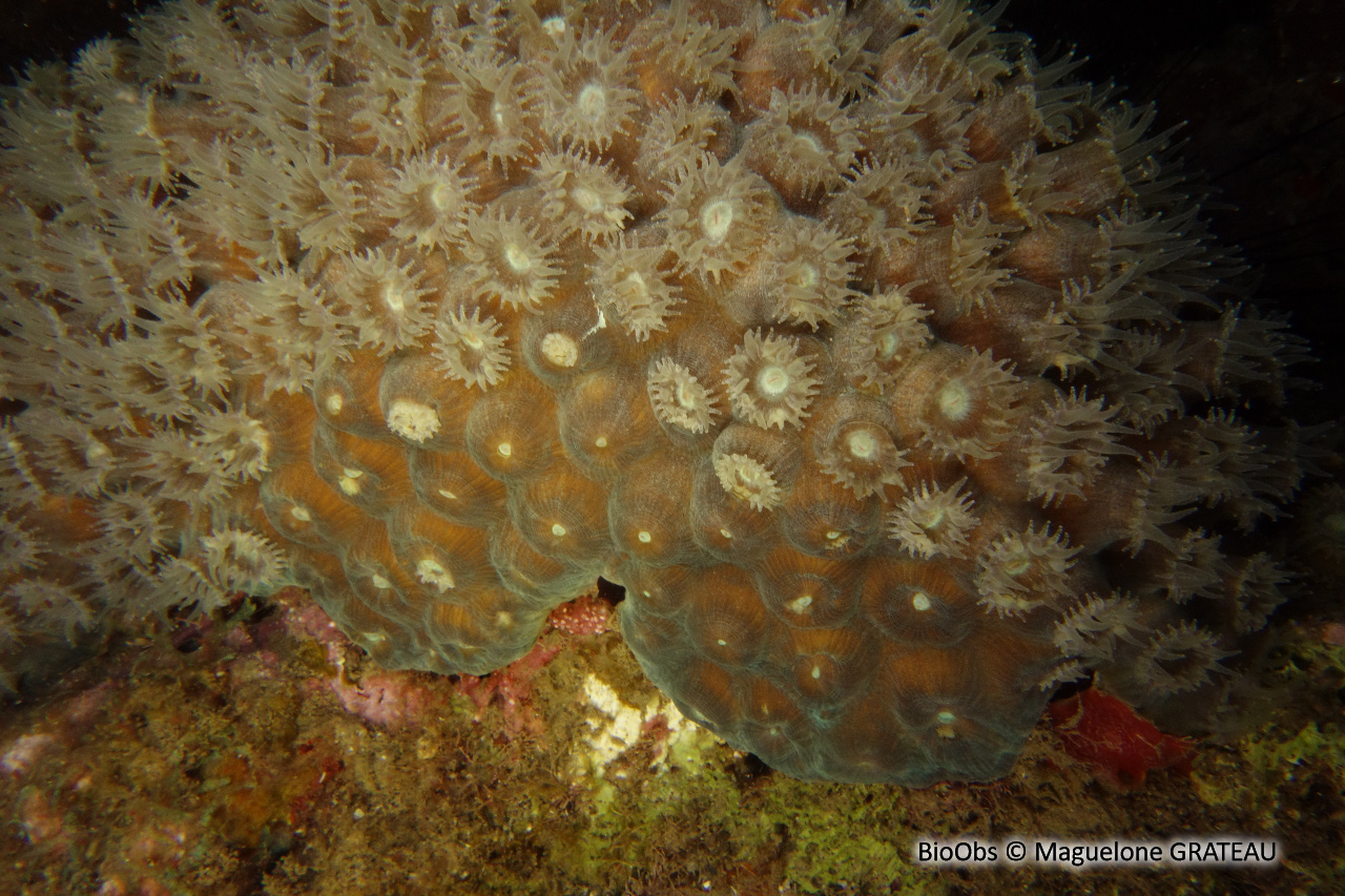 Grand corail étoilé - Montastraea cavernosa - Maguelone GRATEAU - BioObs