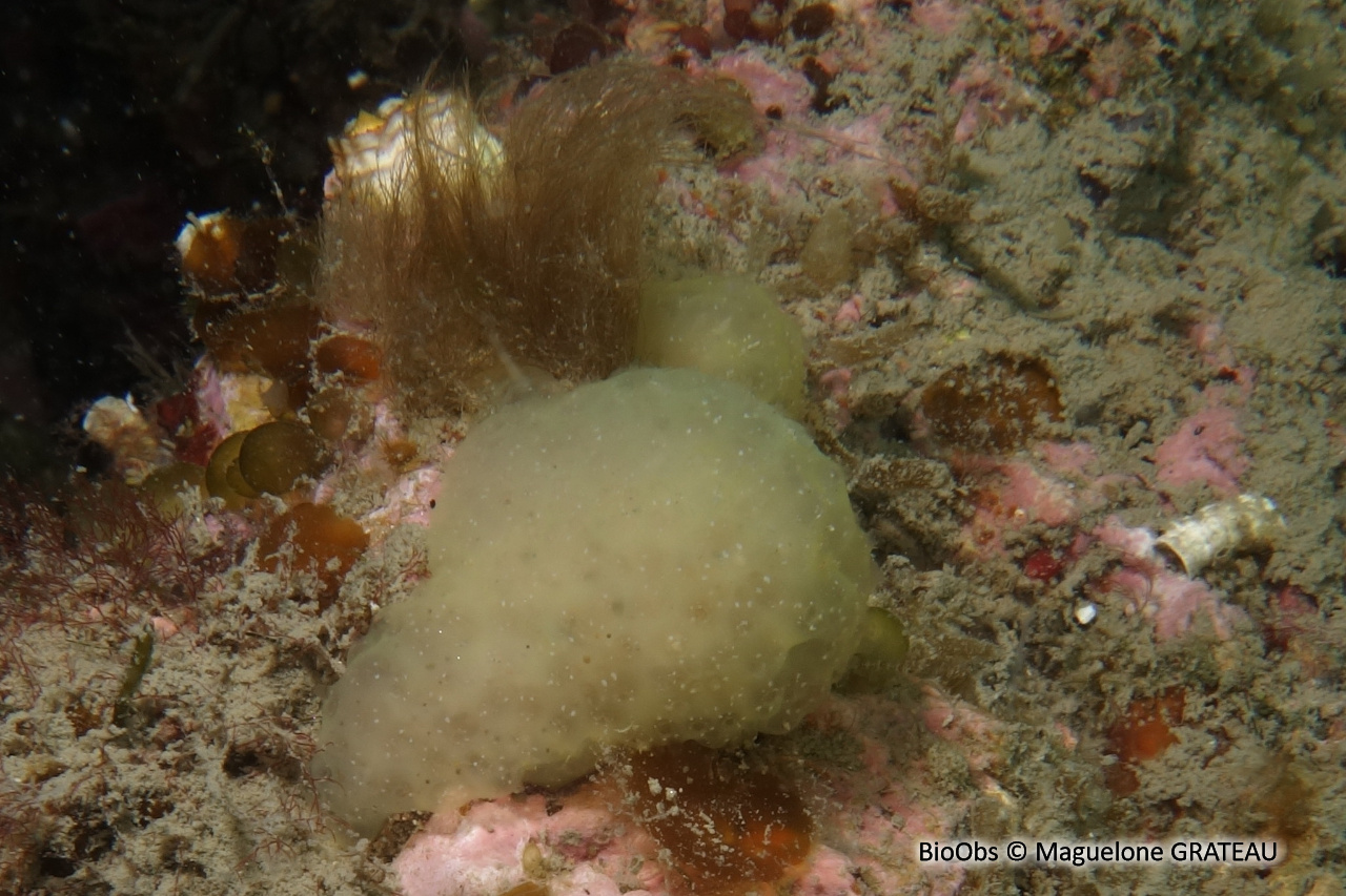 Couenne de mer de Méditerranée - Pseudodistoma crucigaster - Maguelone GRATEAU - BioObs