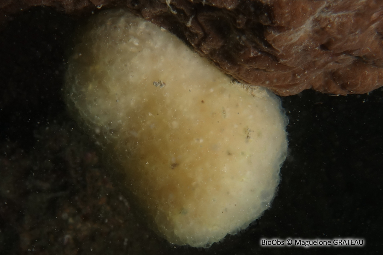 Couenne de mer de Méditerranée - Pseudodistoma crucigaster - Maguelone GRATEAU - BioObs