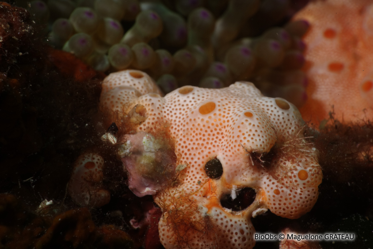 Ascidie coloniale beige - Lissoclinum weigelei - Maguelone GRATEAU - BioObs