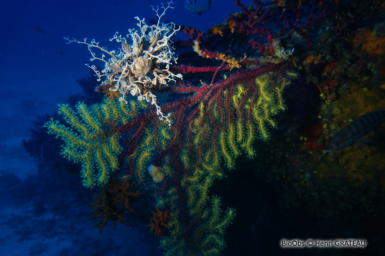 Gorgone pourpre - Paramuricea clavata - Henri GRATEAU - BioObs