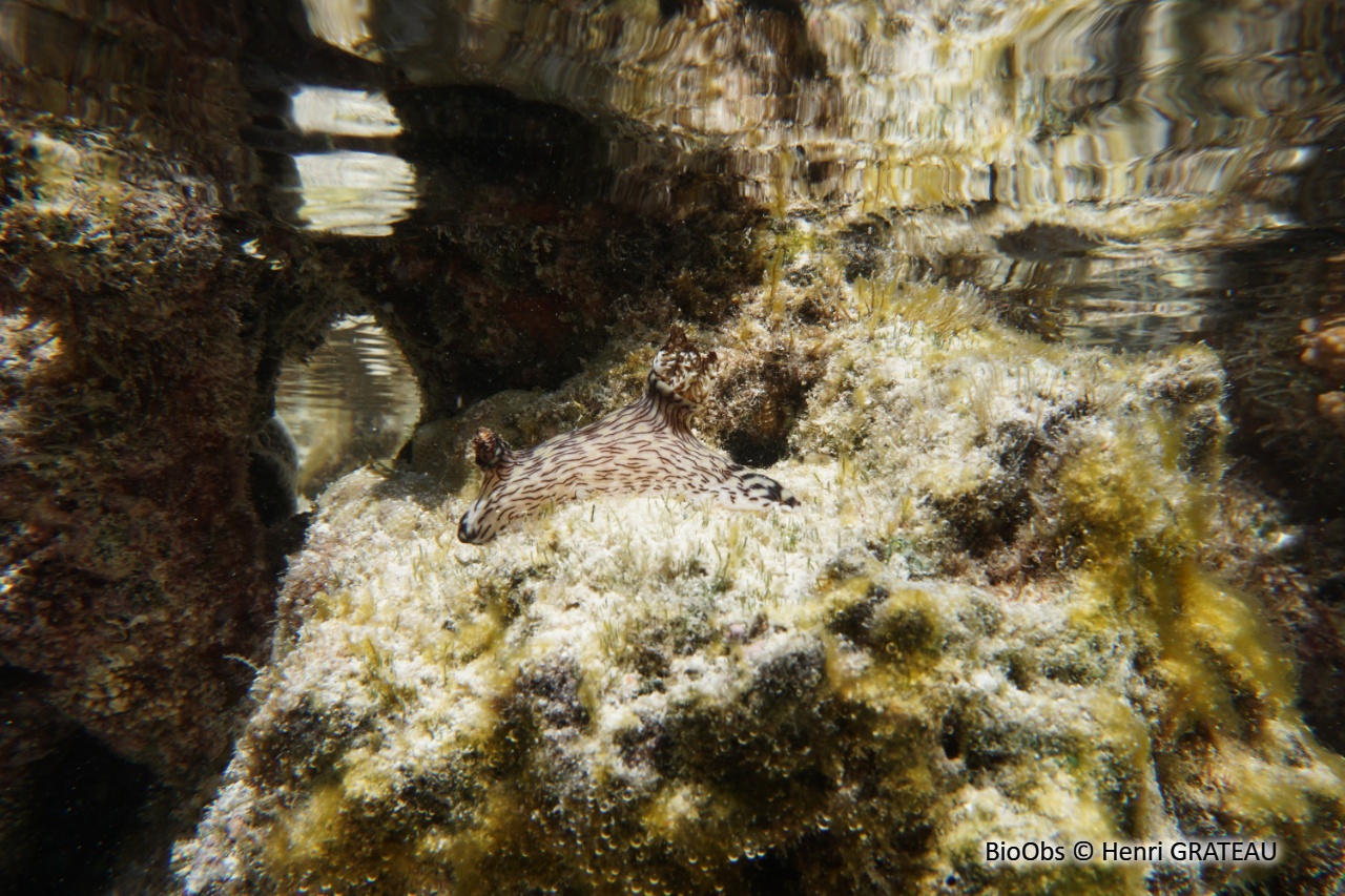 Kentrodoris veineux - Jorunna rubescens - Henri GRATEAU - BioObs