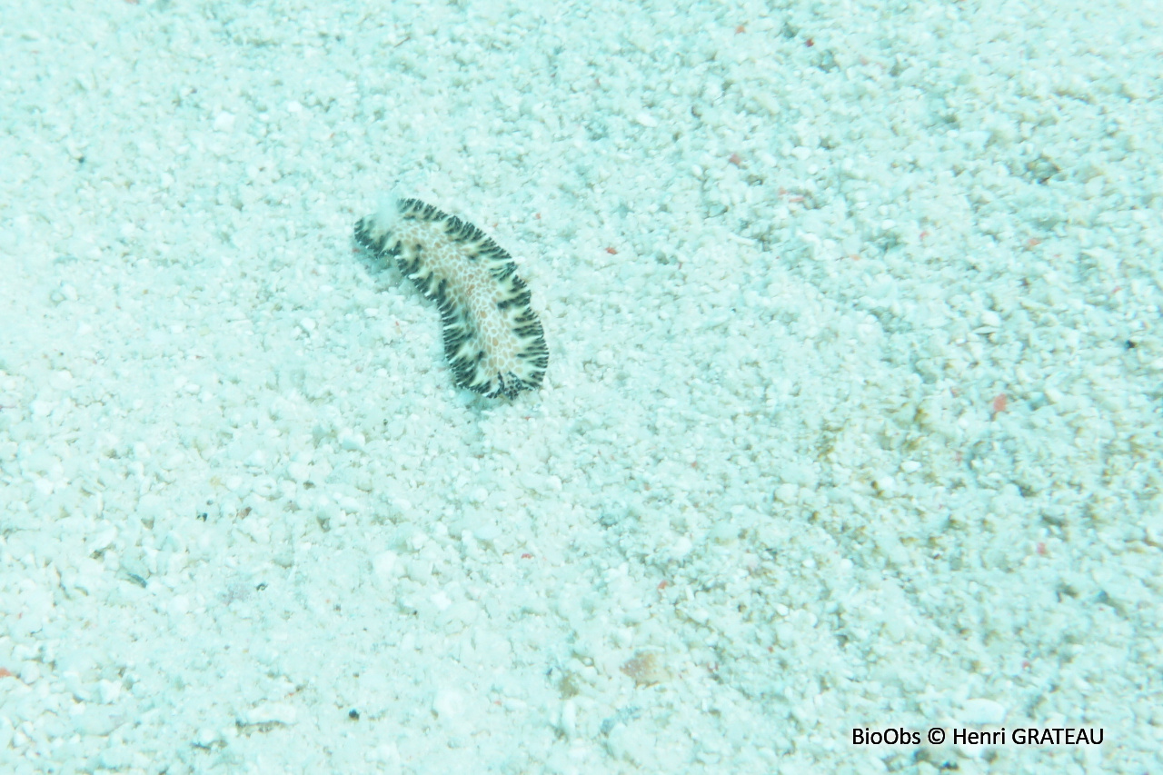 Ver plat à taches orange - Maritigrella fuscopunctata - Henri GRATEAU - BioObs
