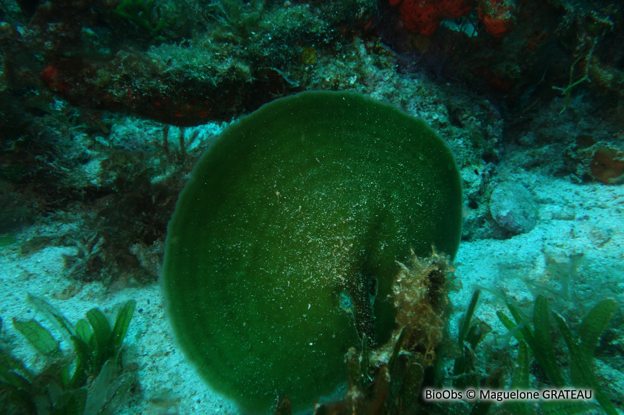Algue pagaie - Avrainvillea asarifolia - Maguelone GRATEAU - BioObs