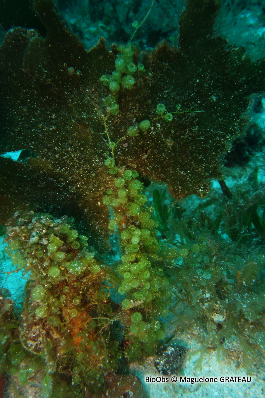 Algue petit pompon - Caulerpa verticillata - Maguelone GRATEAU - BioObs