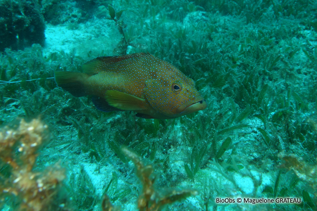 Coné ouatalibi - Cephalopholis fulva - Maguelone GRATEAU - BioObs