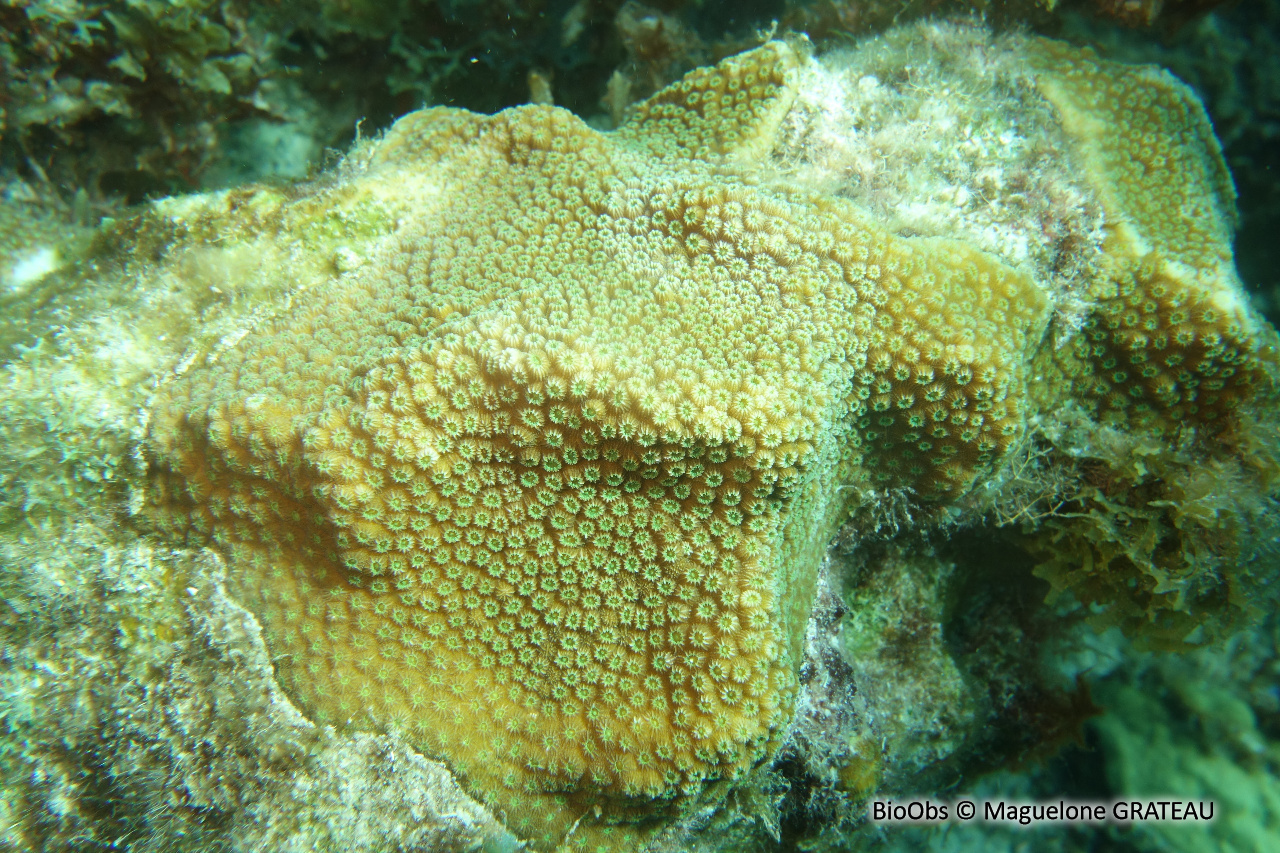Corail étoilé massif - Orbicella annularis - Maguelone GRATEAU - BioObs