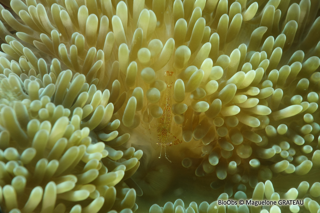 Crevette des anémones-soleil - Periclimenes rathbunae - Maguelone GRATEAU - BioObs