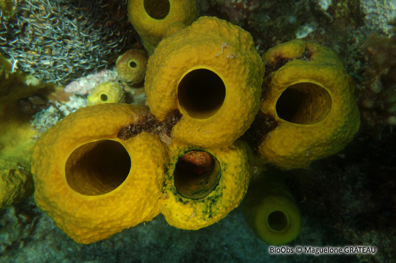 Eponge tuyau d'orgue - Aplysina fistularis - Maguelone GRATEAU - BioObs