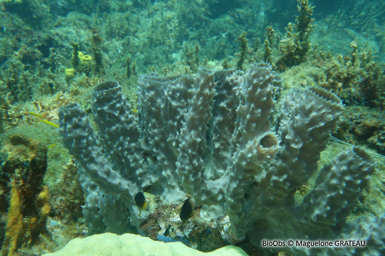 Eponge-tuyau rose - Callyspongia (Cladochalina) vaginalis - Maguelone GRATEAU - BioObs