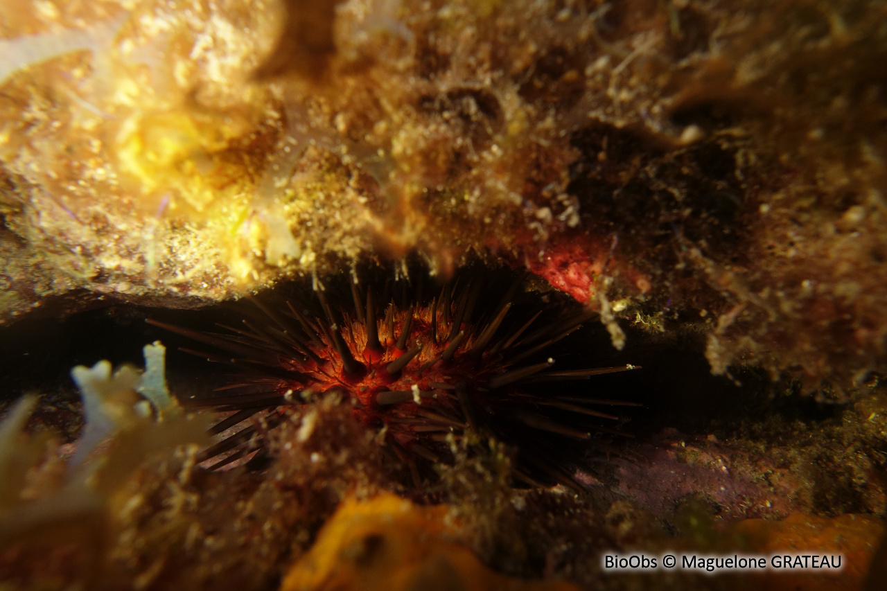 Oursin de récif - Echinometra lucunter - Maguelone GRATEAU - BioObs