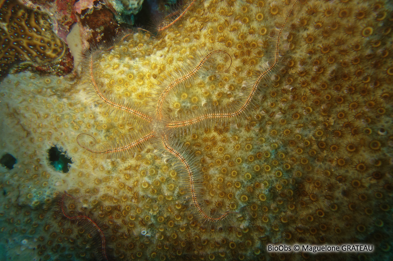 Ophiure des éponges - Ophiothrix (Acanthophiothrix) suensoni - Maguelone GRATEAU - BioObs