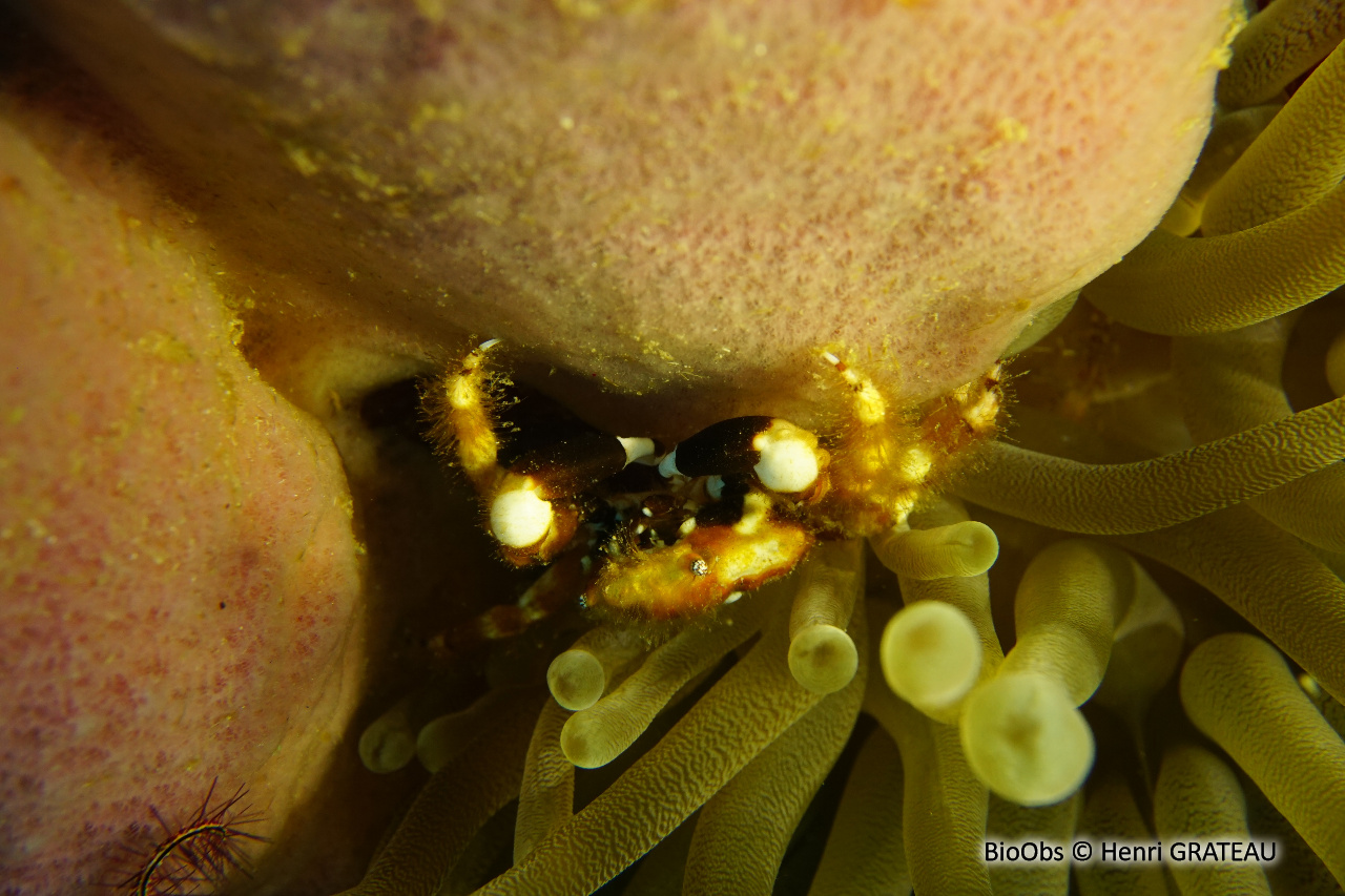 Crabe velu des anémones - Mithraculus cinctimanus - Henri GRATEAU - BioObs
