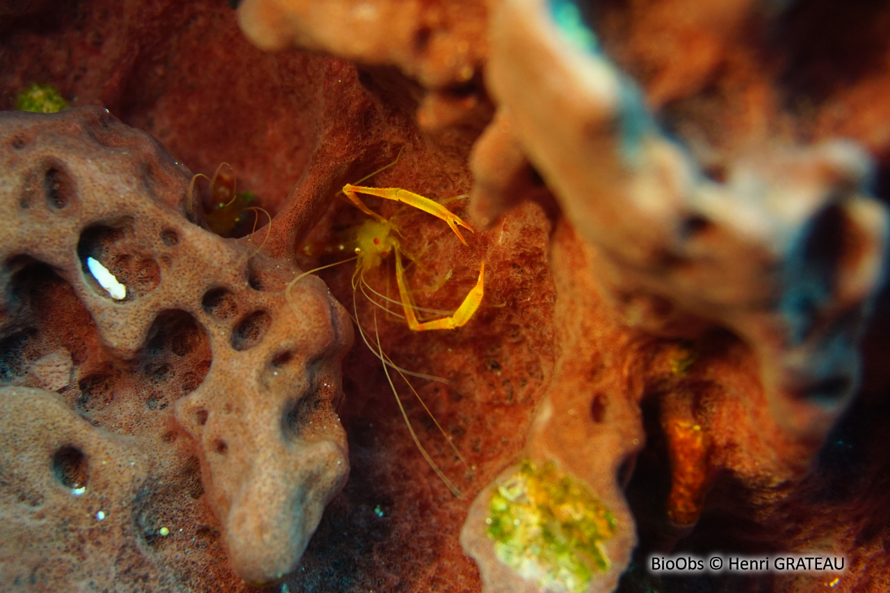 Crevette dorée - Stenopus scutellatus - Henri GRATEAU - BioObs