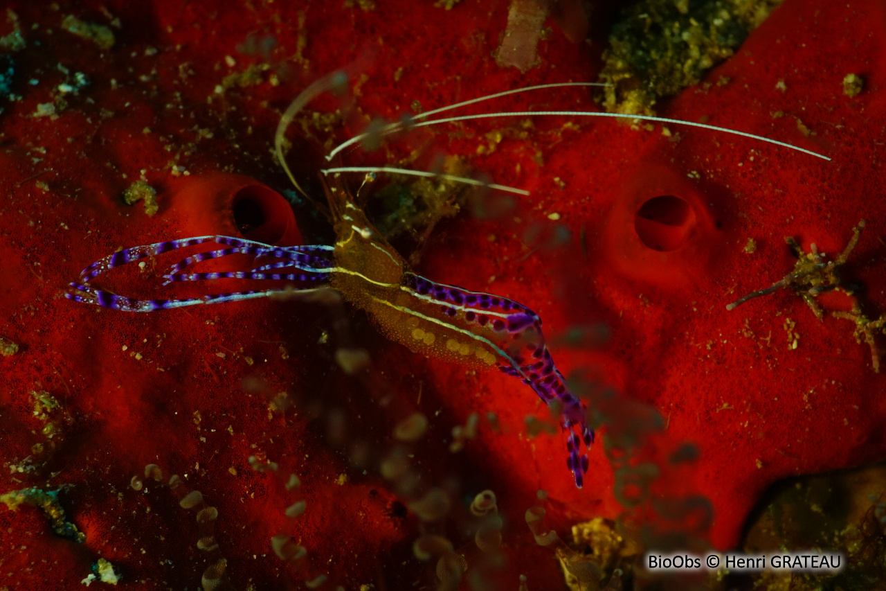 Crevette nettoyeuse de Pederson - Ancylomenes pedersoni - Henri GRATEAU - BioObs